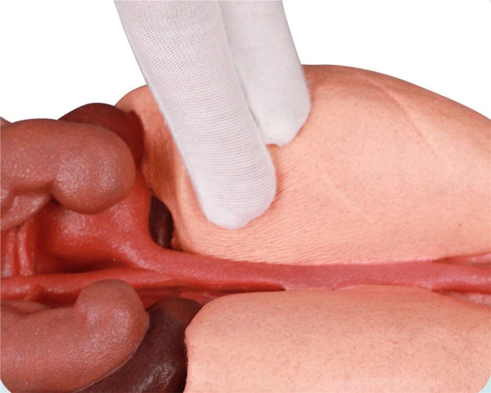 Zestaw do budowy anatomicznego modelu ludzkiego żołądka 3D z silikonu – edukacyjny model organu do użytku w placówkach opieki zdrowotnej, w tym w szkołach i wśród studentów