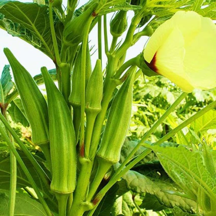 Lady finger seeds hybrid all seasons || 60 seeds (B0CV52Y8LN) Amazon Price History, Amazon Price Tracker