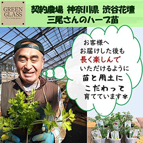 Amazon.co.jp: 契約農場で安心栽培【おまかせミント苗MIX 6個