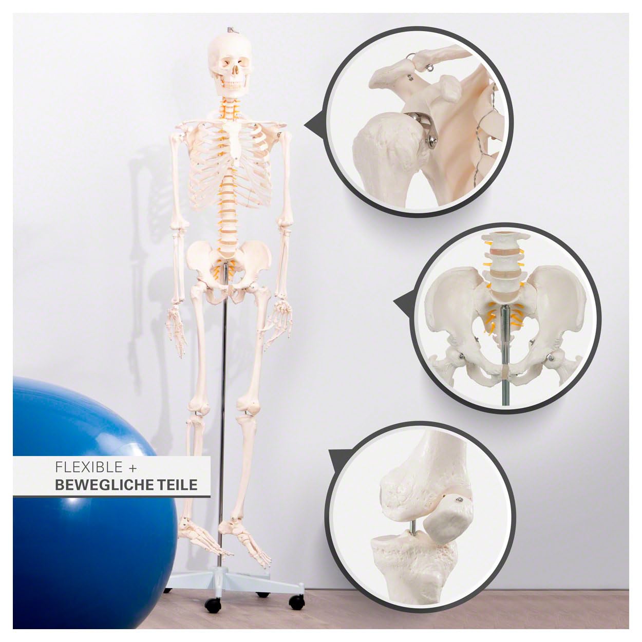 Sport-Tec menschliches Skelett, Skelett lebensgroß, Human Design Anatomie Modell, Skelett Modell der menschliche Körper, medizinische Schulungsmaterialien, Science Kit mit Schädel Modell, Schulskelett