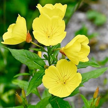 200 Seeds Dwarf Common Evening Primrose Seeds Showy Ground/Lawn Cover - Beautiful Flower for Pot Container Home Garden