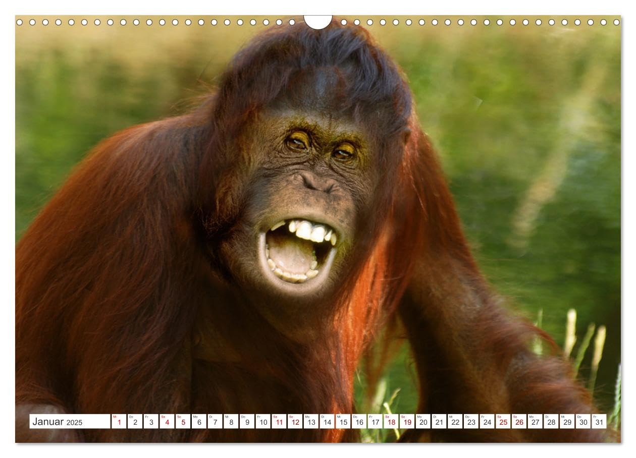 Die Affen sind los (Wandkalender 2025 DIN A3 quer), CALVENDO Monatskalender: Aufnahmen in Thailand und Borneo gemacht (CALVENDO Tiere)