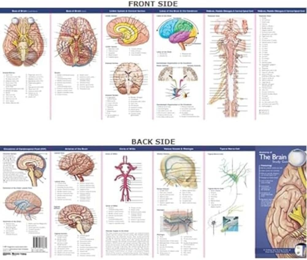 Anatomical Chart Company's Illustrated Pocket Anatomy: Anatomy of the Brain Study Guide