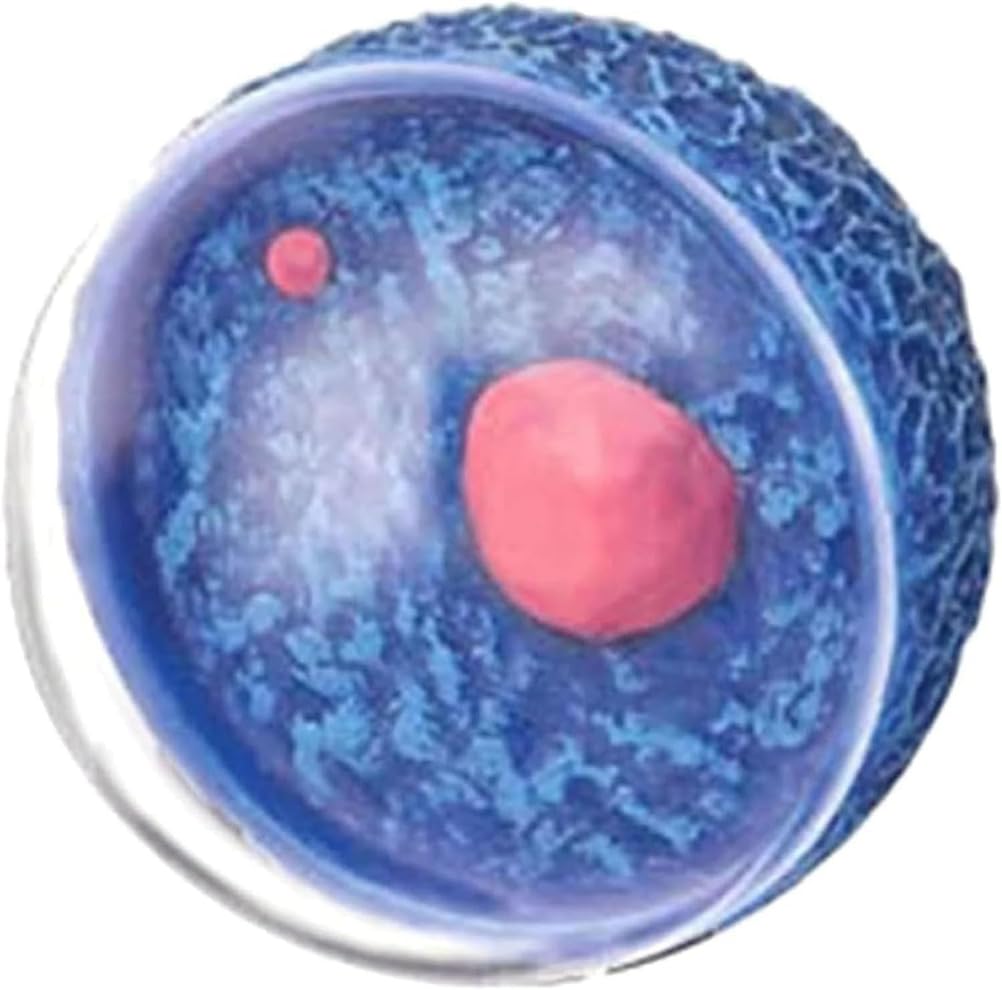 Genérico Modelo Anatómico del Sistema Reproductor Femenino 4D, 19 Partes Desmontables Útero, Ovario, Músculo para Estudio, Exhibición, Enseñanza Médica y de Fisiología