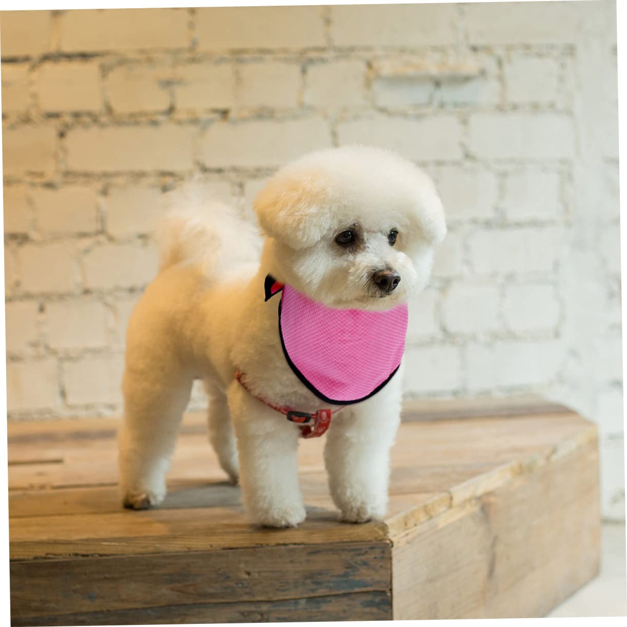 BESPORTBLE 4stücke Kühlendes Hundetuch Für Sommeraktivitäten Atmungsaktives Leichtes Design Für Optimale Abkühlung Für Sport Und Outdoor-aktivitäten