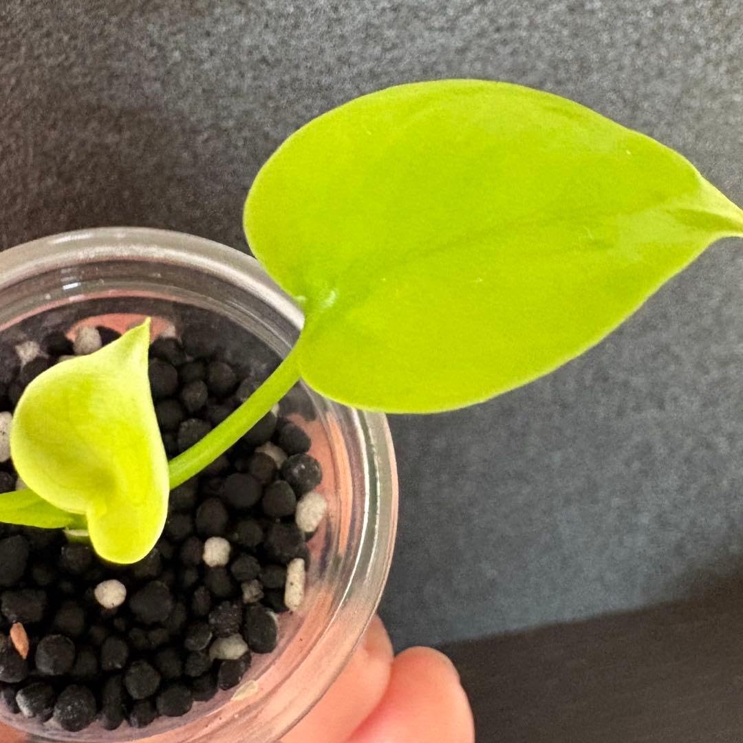 Amazon.co.jp: モンステラ デリシオーサ レモンライム 鉢ごと : DIY