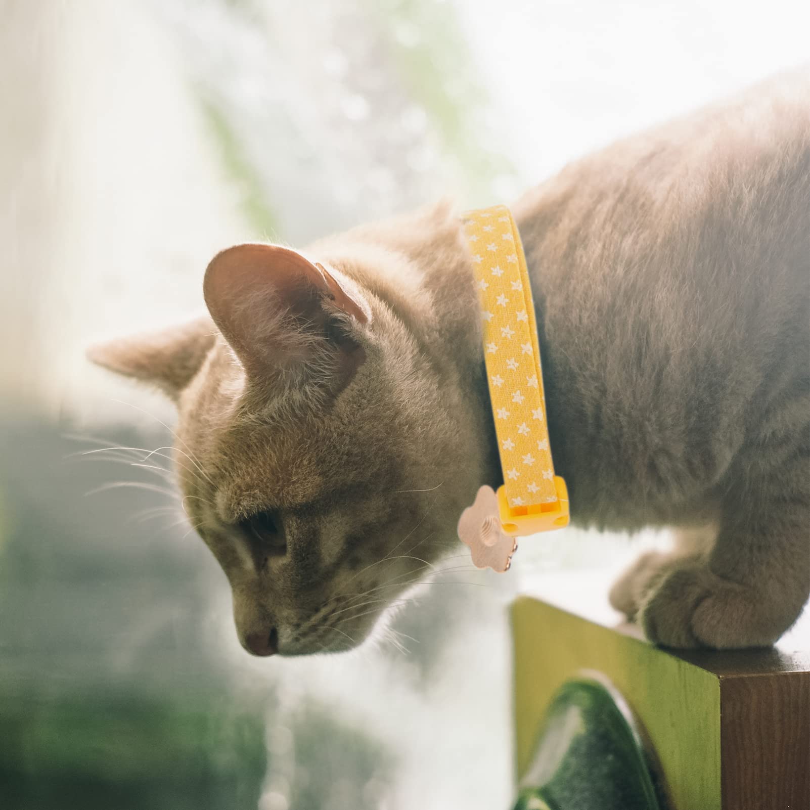 minkissy 12pièces Collier pour Chat avec Pendentif Avocat Kit De Coton Sécurisé pour Et Chiens Accessoires pour Animaux De Compagnie