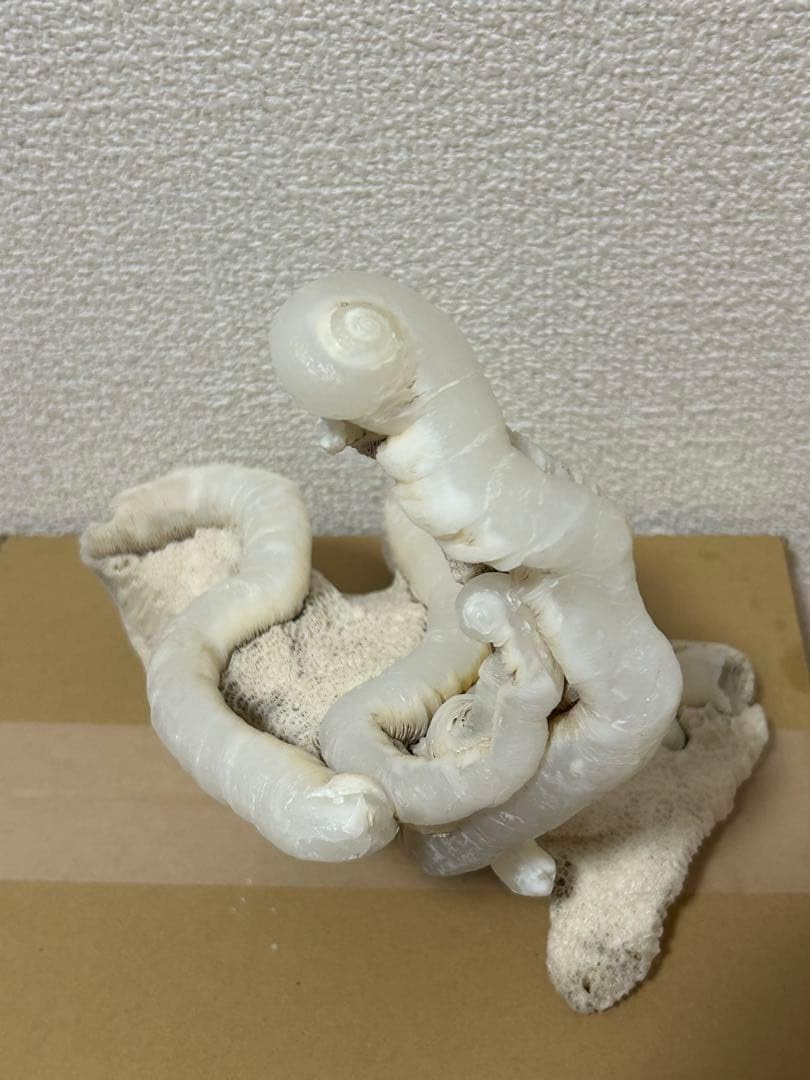 Amazon | マギルス貝 (化石・玉化) 原石オブジェ 博物館級サイズ