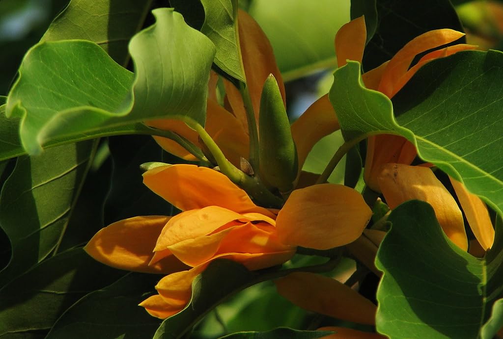 Golden Swarna Champa All Time (GRAFTED) | Sonchapa Flower |Michelia Hirwa Chafa| Magnolia Champaca|Champak Chafa|Sarna Chapa Flower Plant Pack Of 1 Hybrid Live plant (B0DFPSC592) Amazon Price History, Amazon Price Tracker