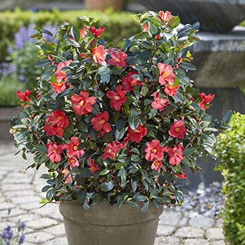 Camellia ‘1001 Summer Nights’ Jasmine 1.6 Litre Pot x 2 by Thompson and Morgan (2)