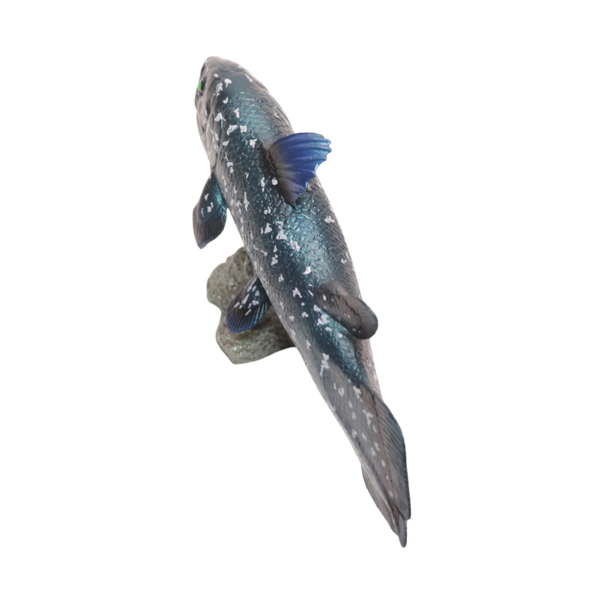 Amazon.co.jp: [猫神山] ラティメリア シーラカンス 海のサカナ 深海魚