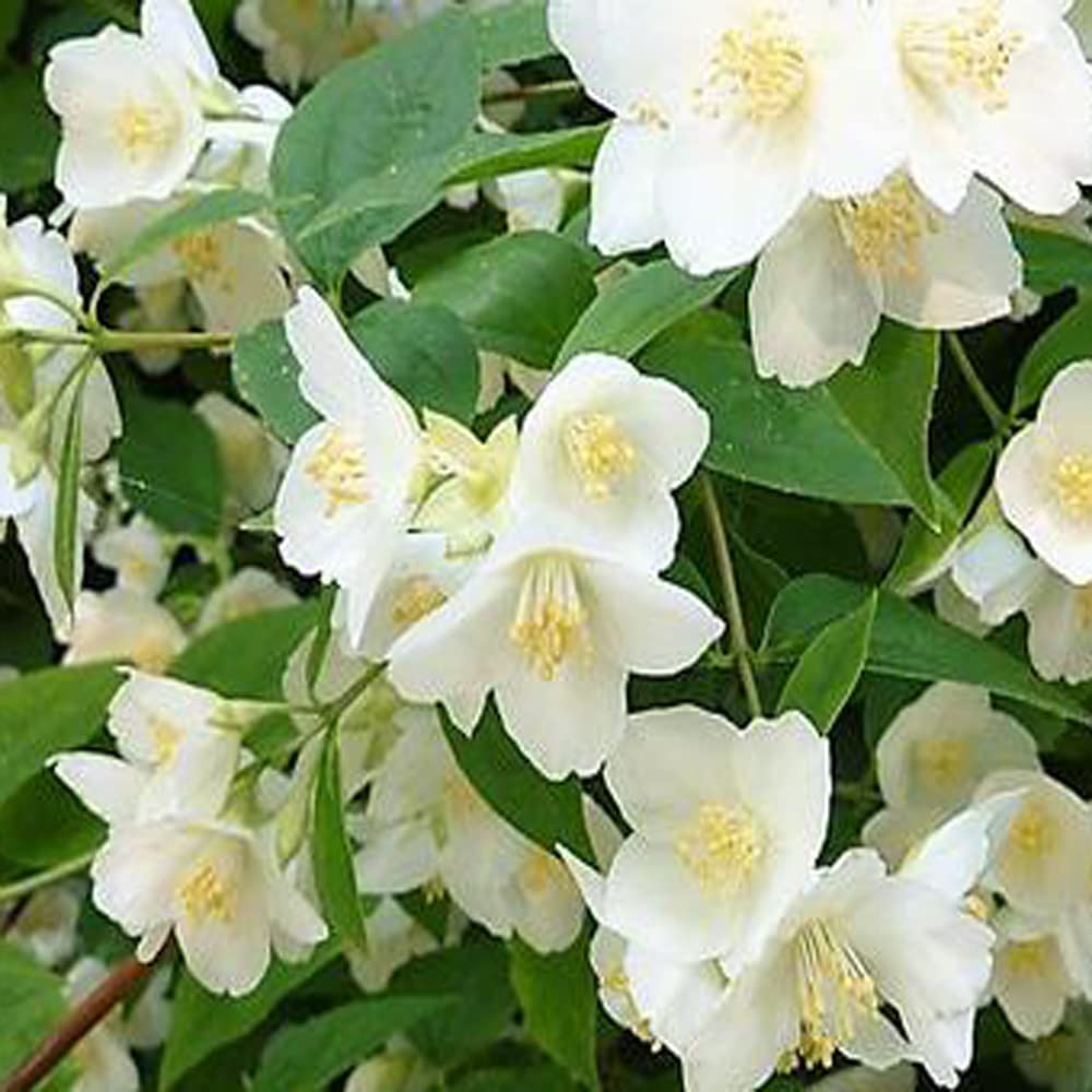 Philadelphus coronarius - Mock Orange