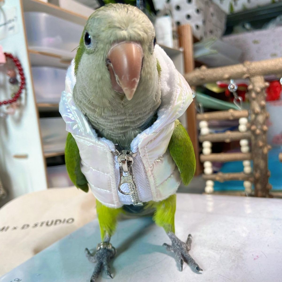 Bird Cloth Christmas Party Birthday Costume for Parrot Halloween Pet Birds Clothes Birds Cosplay Outfit Hoodies (2XL)