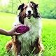 KONG – ZoomGroom – Bürste zur Hundepflege und zum Shampoonieren – Für Große Hunde (Blau)