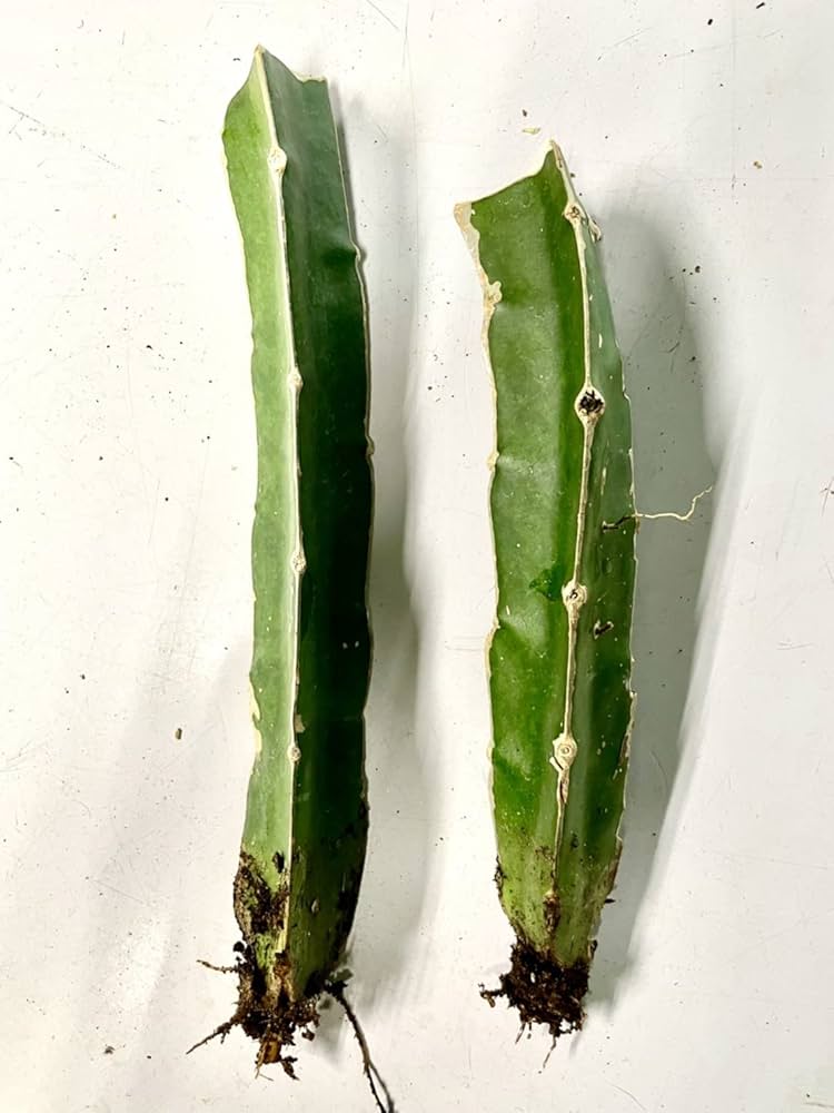 Amazon.co.jp: 【マルイ農園】 サボテン接ぎ木用台木 2本セット