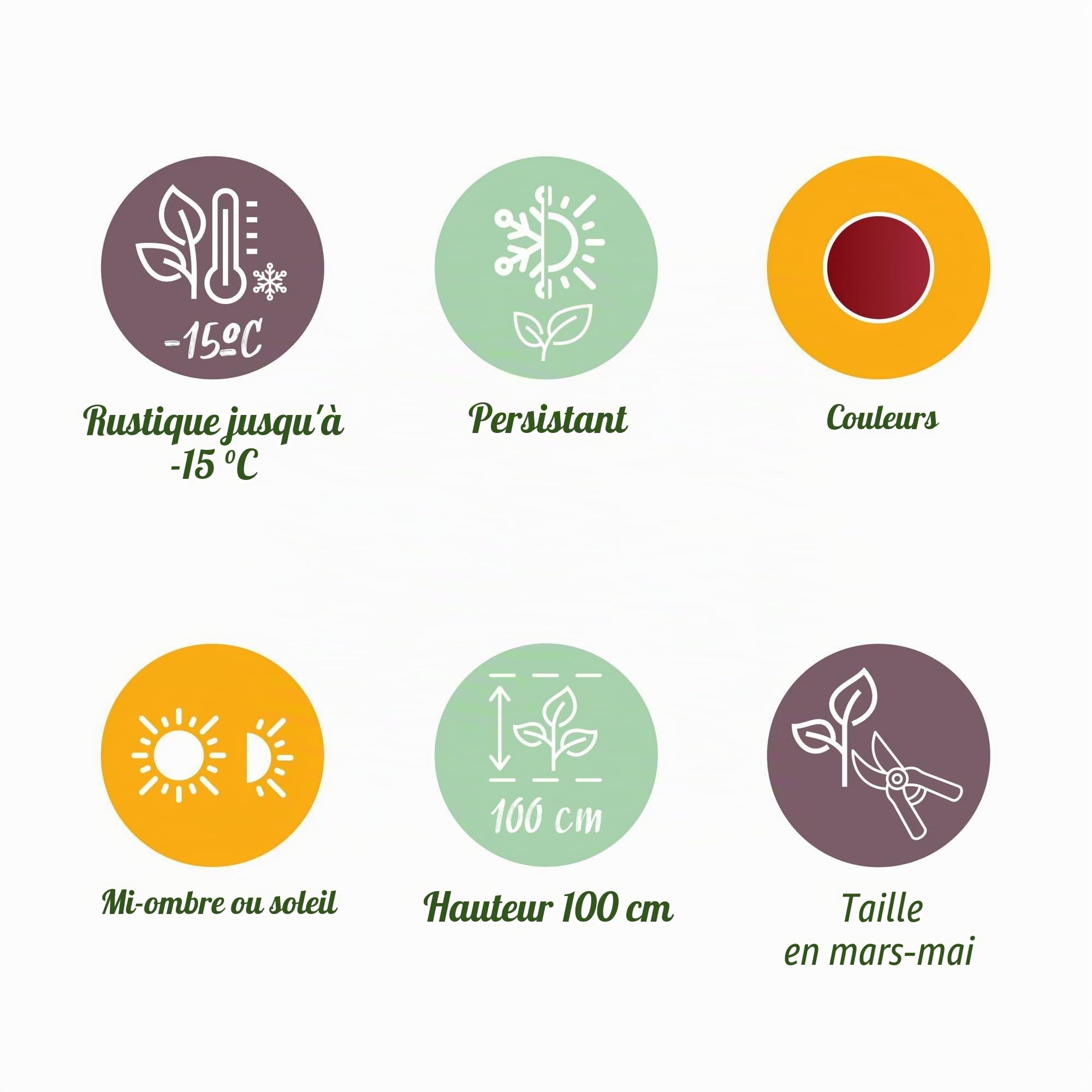 GreenboutiQ - Plante de jardin - Leucothoe Curly Red - Rouge - 2 Plantes - Persistant - Peu d'entretien - Pot 17cm Hauteur 35-45cm