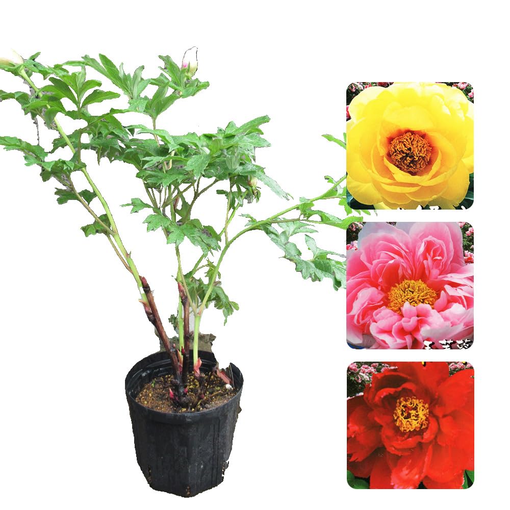 Amazon.co.jp: 「 ボタン (牡丹) 植込み苗 【 27．胡蝶の舞】」6号鉢