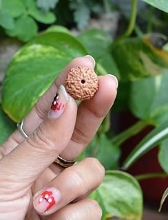 Nepali Rudraksha (Elaeocarpus ganitrus) Rudraksha Seeds Loose Beads Original & Lab Certified - Chakra Healing Spiritual and Healing Product - Almighty Genuine Rudraksha Guaranty (9 mukhi Rudraksha)