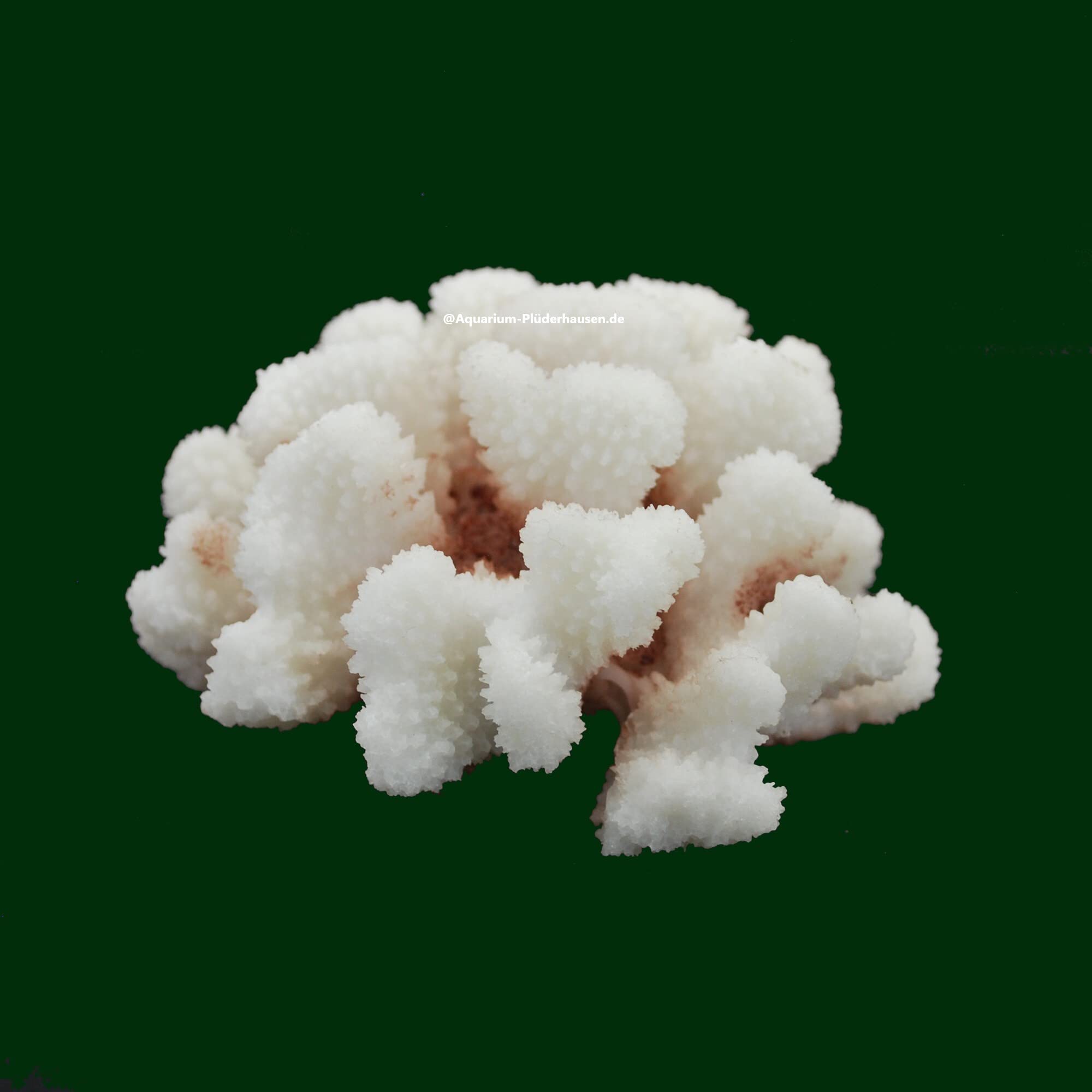 Steinkoralle,12x11x7cm, SPS, Aquarium Meerwasser Korallen, Blumenkohl Natur