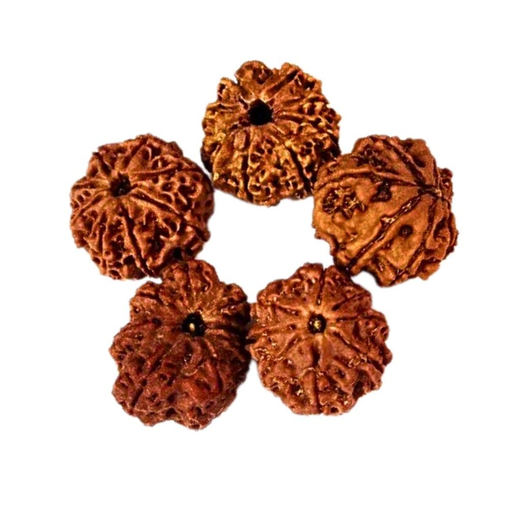 Natural 8 Mukhi Eight Faced Indonesia Rudraksh Bead at Wholesale Rate (Rs 375/piece) Spiritual Healing Loose Seed Making Jewellery Fine Quality Rudraksh for Reselling Astrologers Jewellers
