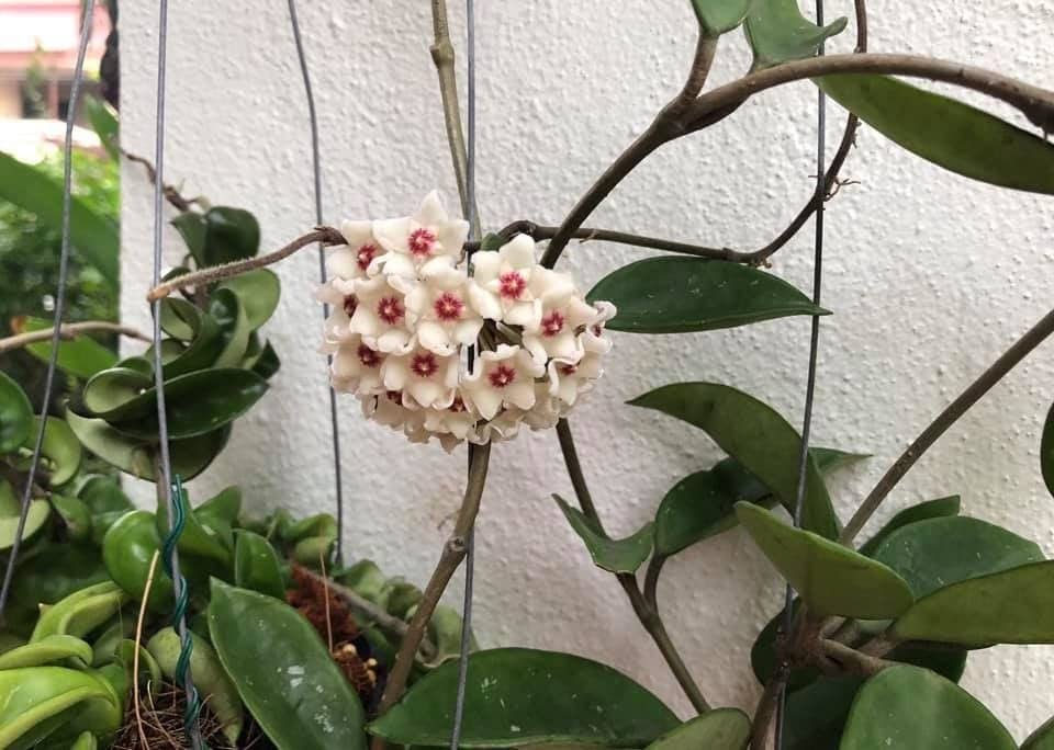 greEen Earth Hoya DASYANTHA Small Plant ONE Piece (B0B8WHZR7H) Amazon Price History, Amazon Price Tracker