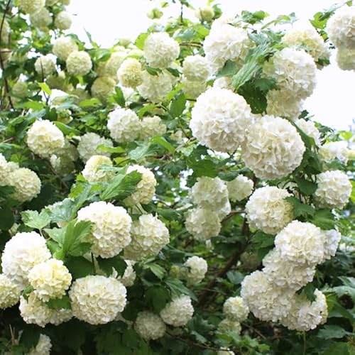 2 Snowball Viburnum Plant Live, Snowball Viburnum Shrub Plant 6 To 12 Inches Tall Ship 4 Inch Pot For Gardening #TOP2