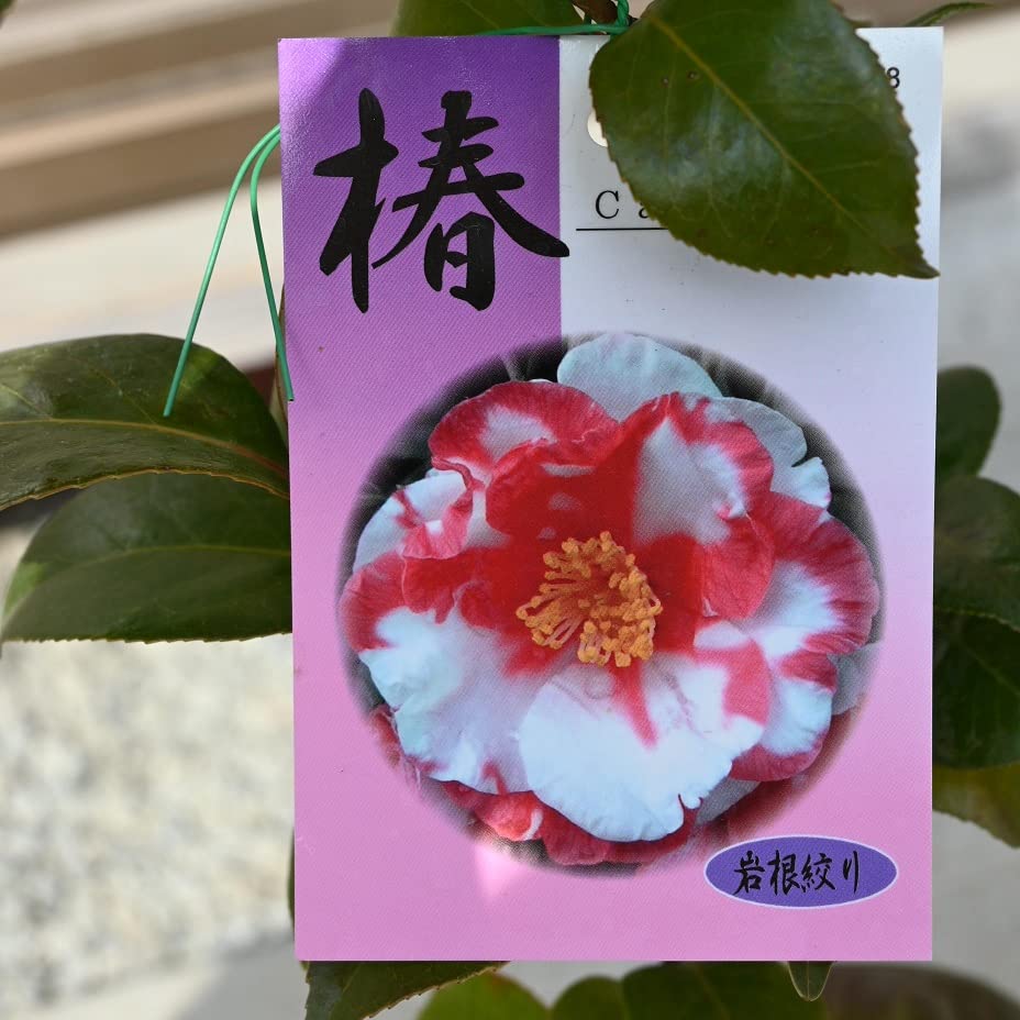 Amazon.co.jp: 岩根絞り椿苗 岩根絞ツバキ : DIY・工具・ガーデン