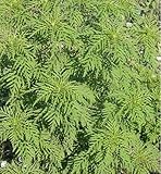 Ragweed (Ambrosia artemisiifolia), Seed Packet, True Native Seed