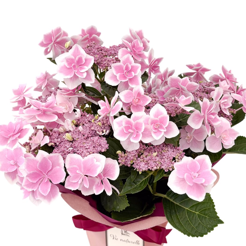 Amazon.co.jp: 【ありがとうの花】 母の日 花 紫陽花 コンペイトウ