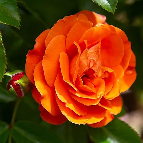Miniatura 3 de Heirloom Roses Orange Rose Bush - Veranda Planta de naranja viva de mango para plantar al aire libre