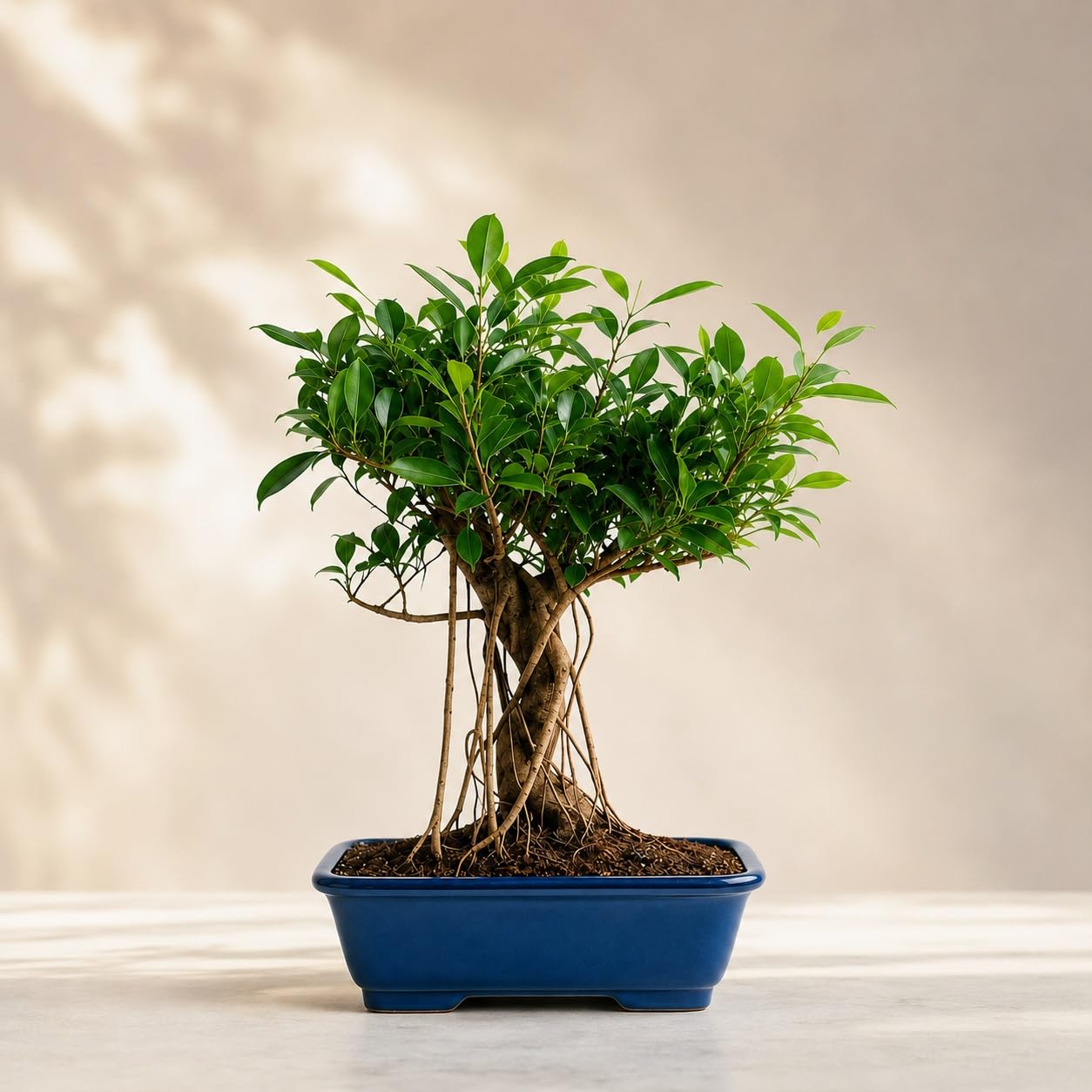 Bonsai Live Plant - 12 Years Old Ficus Bonsai Tree with Aerial Roots, Unique Trained Bonsai Plants for Home Indoor, Real Bonsai Tree, Bonsai Plant Gifting | Height: 35-40 cm-image-38
