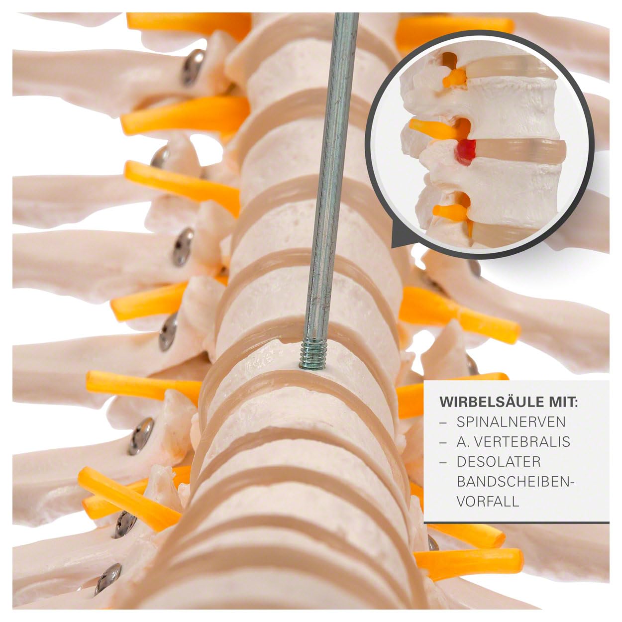 Sport-Tec menschliches Skelett, Skelett lebensgroß, Human Design Anatomie Modell, Skelett Modell der menschliche Körper, medizinische Schulungsmaterialien, Science Kit mit Schädel Modell, Schulskelett
