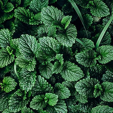 Mixed Herb Selection - 6 Plug Plants Cover