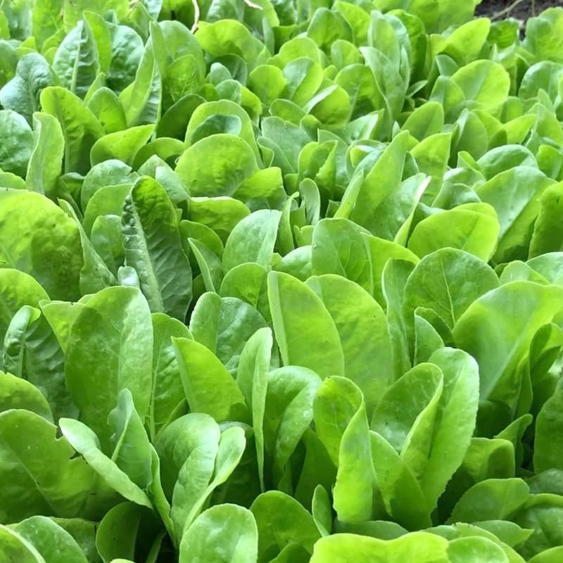 Miniatura 4 de Mezcla de ensalada de primavera 25000 semillas para plantar 'Cut and Come Again', 12 variedades de lechuga, espinaca, rúcula y col rizada.