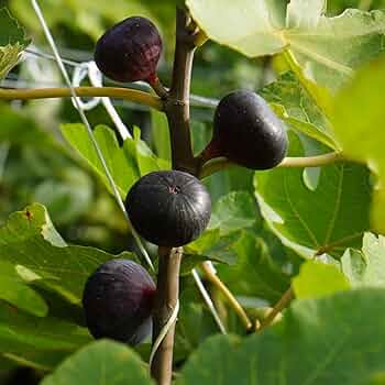 Amazon.co.jp: ITANSE イチジクの苗木 品種:ビオレソリエス Amazon.co.jp: ITANSE イチジクの苗木 品種:ビオレソリエス