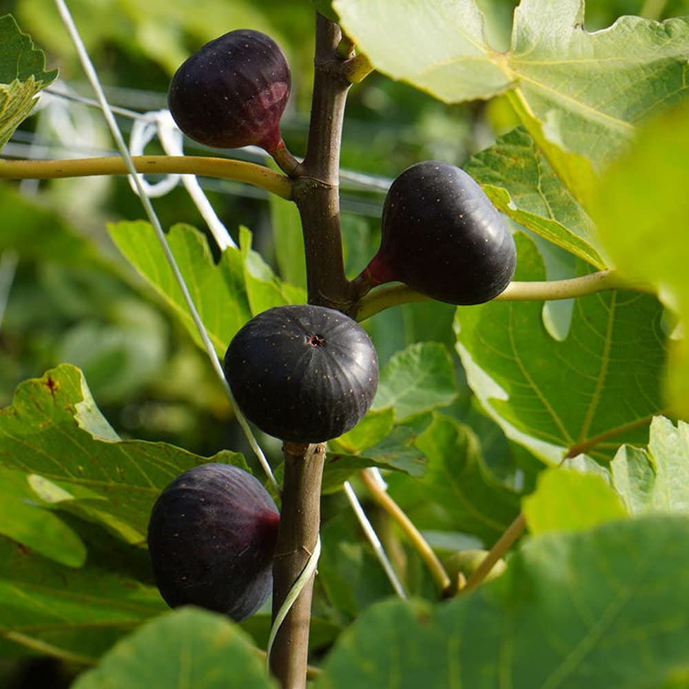 Amazon.co.jp: ITANSE イチジクの苗木 品種：ビオレソリエス