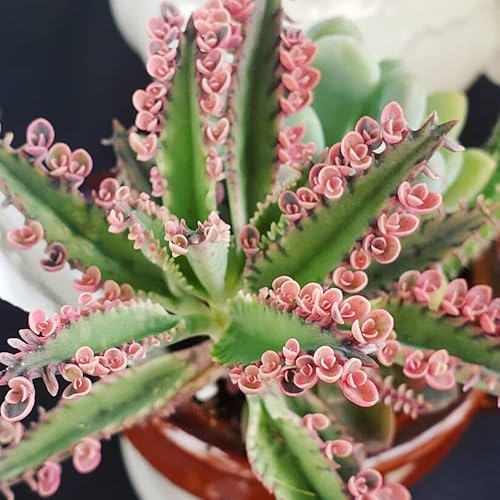 Miniatura 7 de 2 plantas de mariposa rosa Kalanchoe vivas, planta viva Kalanchoe, en maceta de 2 pulgadas, suculenta Kalanchoe rosa, madre de miles de personas