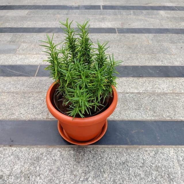 Rosemary Bushy in 7 Inch Plant Natural Miniature Live home Garden Classy Red Perennial plants Pot with Tray (B0CYZ6RWG9) Amazon Price History, Amazon Price Tracker