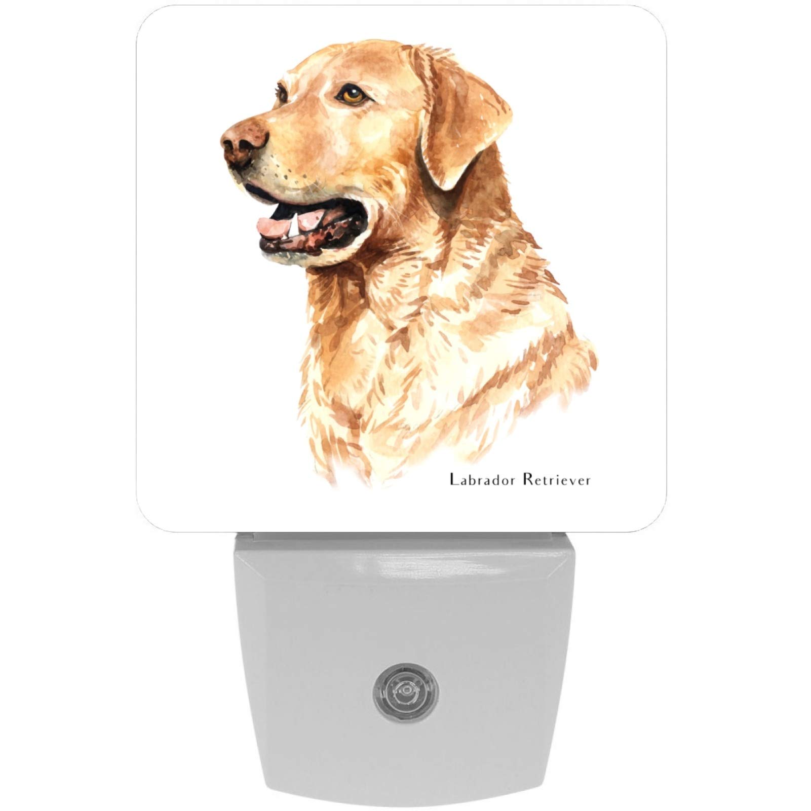 Does Dog Need To Go To Bathroom At Night