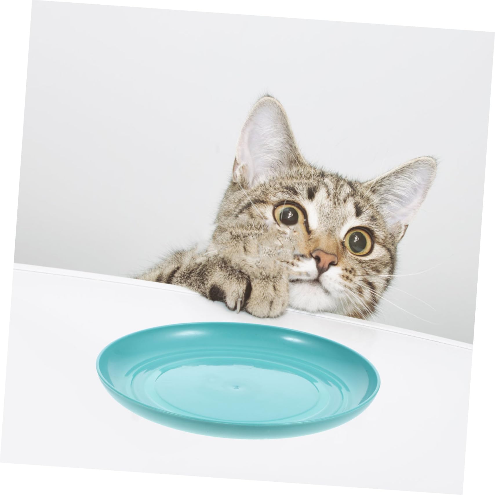 Amazon | Abaodam 8個 セット 猫 フード ボウル ボウル 猫 食器 用 