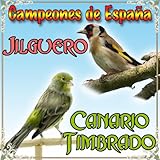  Canario Timbrado y Jilguero, Campeones de España