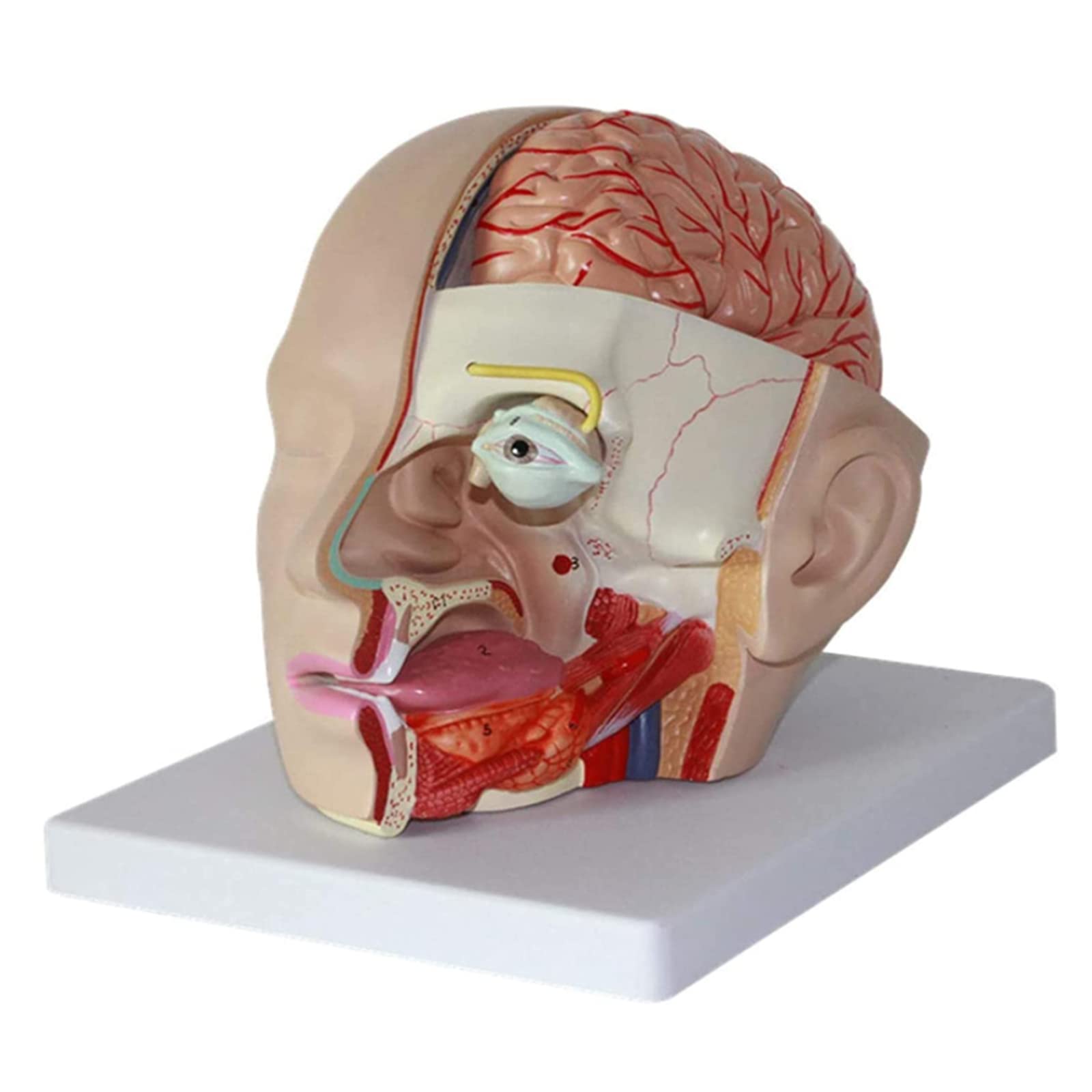Modello di Cervello Umano Modello di Anatomia della Testa Umana Modello anatomico del Cervello attaccato alla Testa Mode