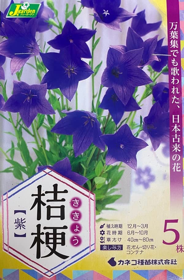 Amazon.co.jp: 花球根 桔梗(ききょう) 紫 5株入 カネコ種苗の球根
