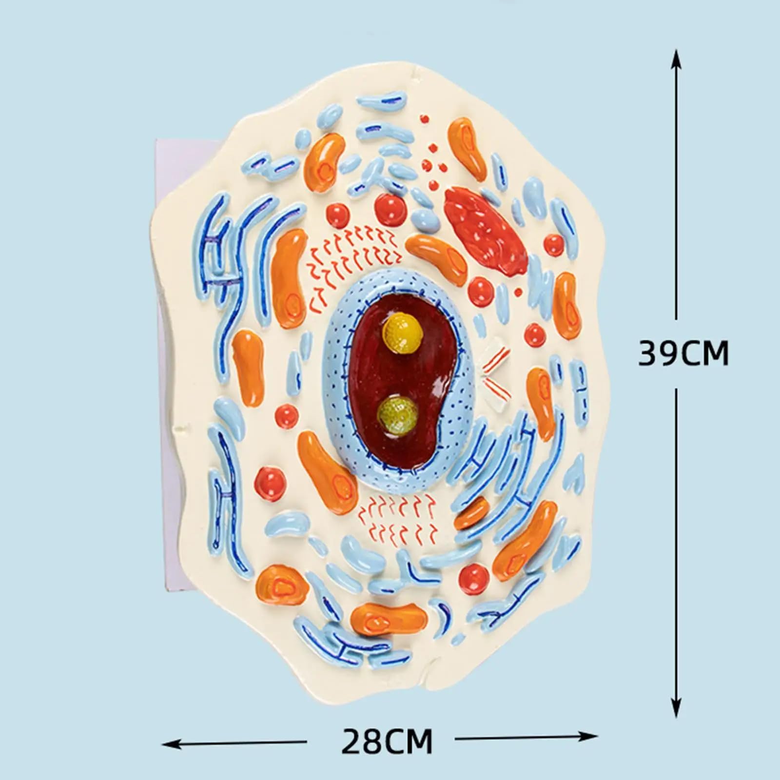 Modello di cellule animali - Strumento didattico biologico per le lezioni di biologia delle scuole medie, struttura submicroscopica per l'insegnamento e l'apprendimento di laboratorio