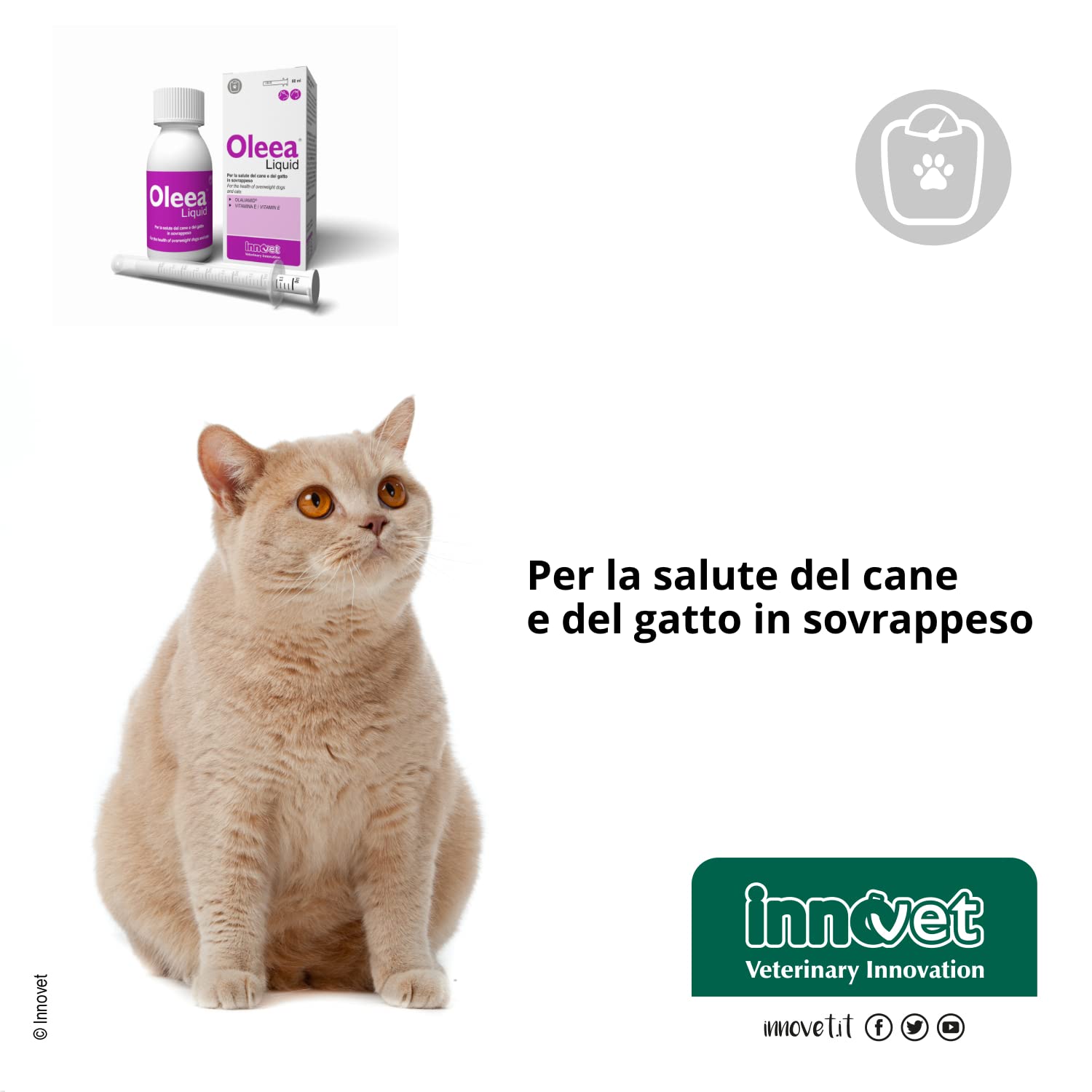 Oleea 60 Kapseln für die Gesundheit von übergewichtigen Hunden & Katzen