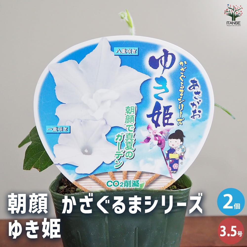 Amazon.co.jp: ITANSE 朝顔 かざぐるまあさがおシリーズ ゆき姫