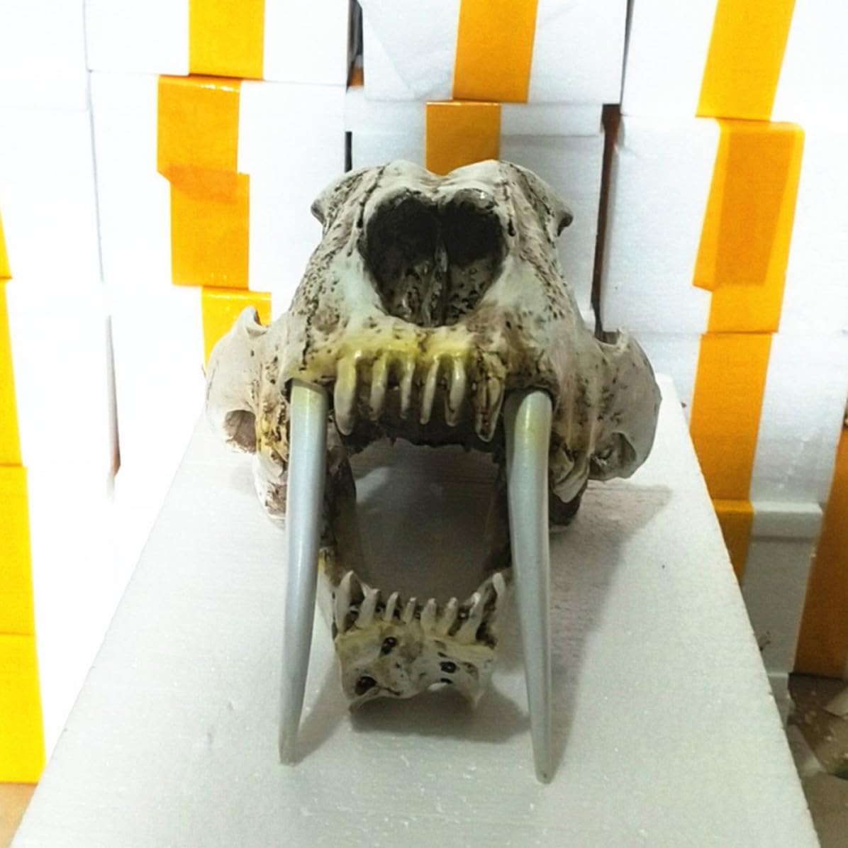 Yardenfun Scultura Teschio di Tigre Dai Denti a Sciabola in Resina
