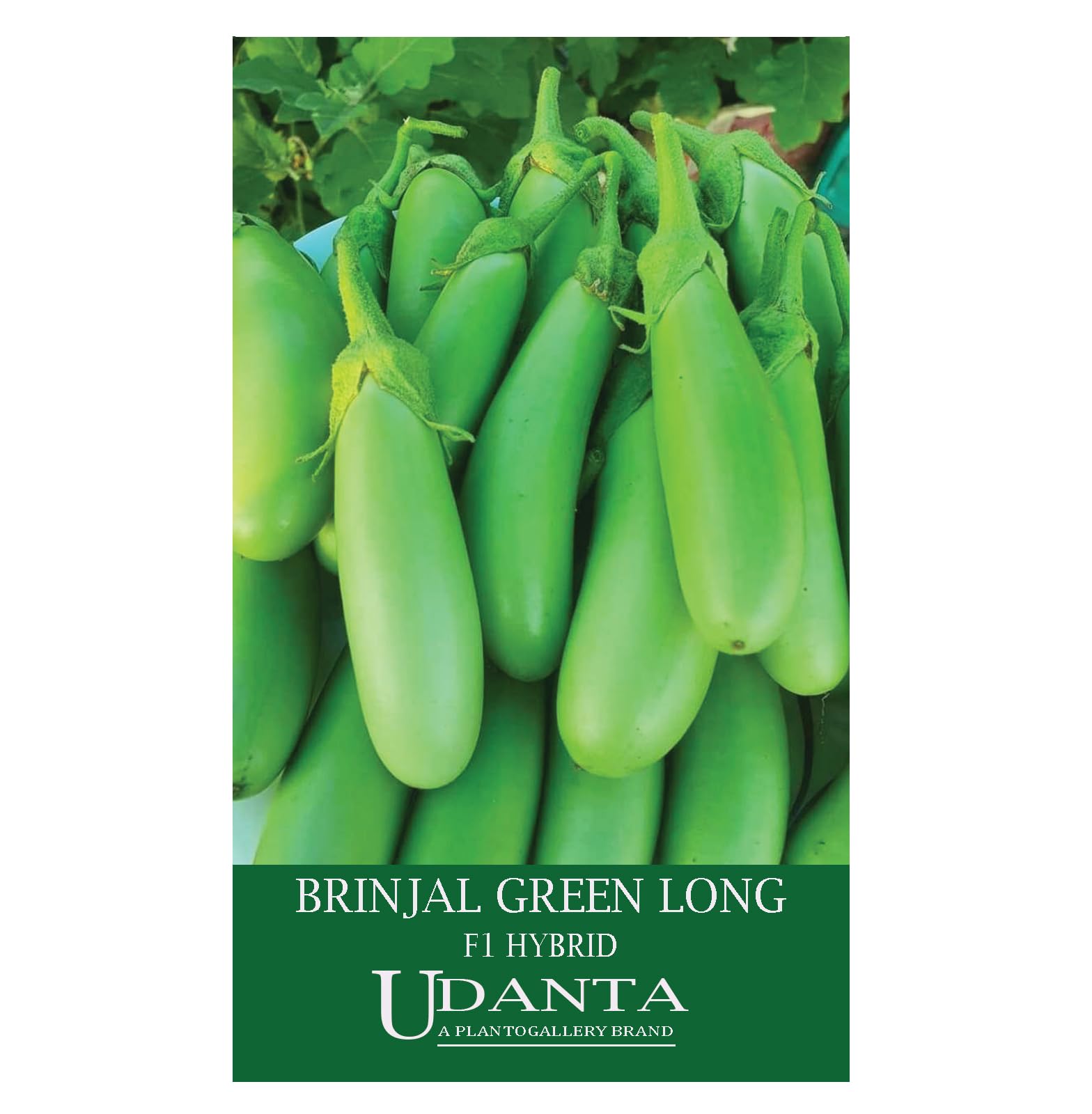 Brinjal Green Long Seeds F1 Hybrid - Qty 10 gm-image-9