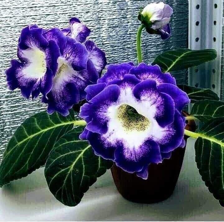 Radha Krishna Agriculture® Beautiful Gloxinia Dark Blue summer flower bulbs with Sweet fragrance & Best germinated Bulbs Pack of 3 (B0BSG2NFS4) Amazon Price History, Amazon Price Tracker