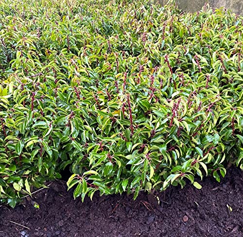 Sponsored Ad – 10 Portuguese Laurel Evergreen Bareroot Hedging Plants 40-60cm Bushy Prunus Lustitanica by Sunnyside Nurseries